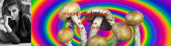 прущие крисы Горняк